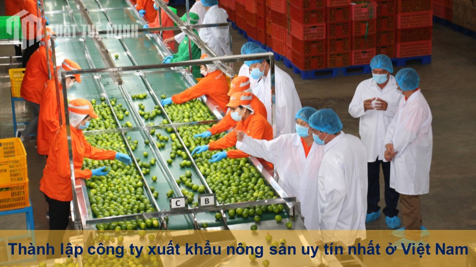 Thành lập công ty xuất khẩu nông sản uy tín nhất ở Việt Nam