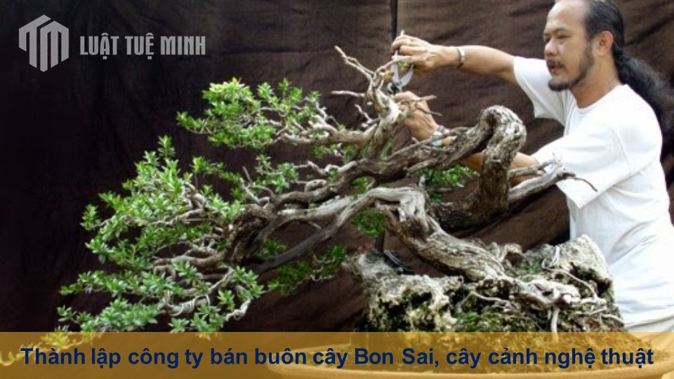 Thành lập công ty bán buôn cây Bon Sai, cây cảnh nghệ thuật