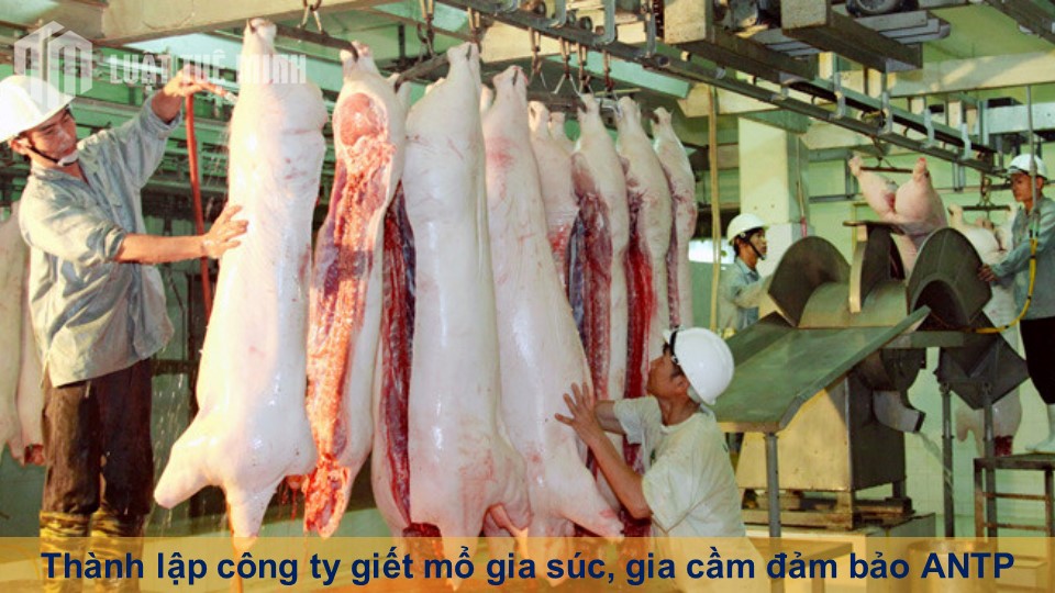 Thành lập công ty giết mổ gia súc, gia cầm đảm bảo vệ sinh ANTP