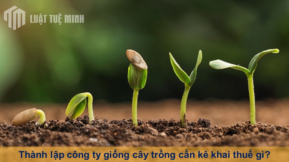 Thành lập công ty giống cây trồng cần kê khai thuế gì?