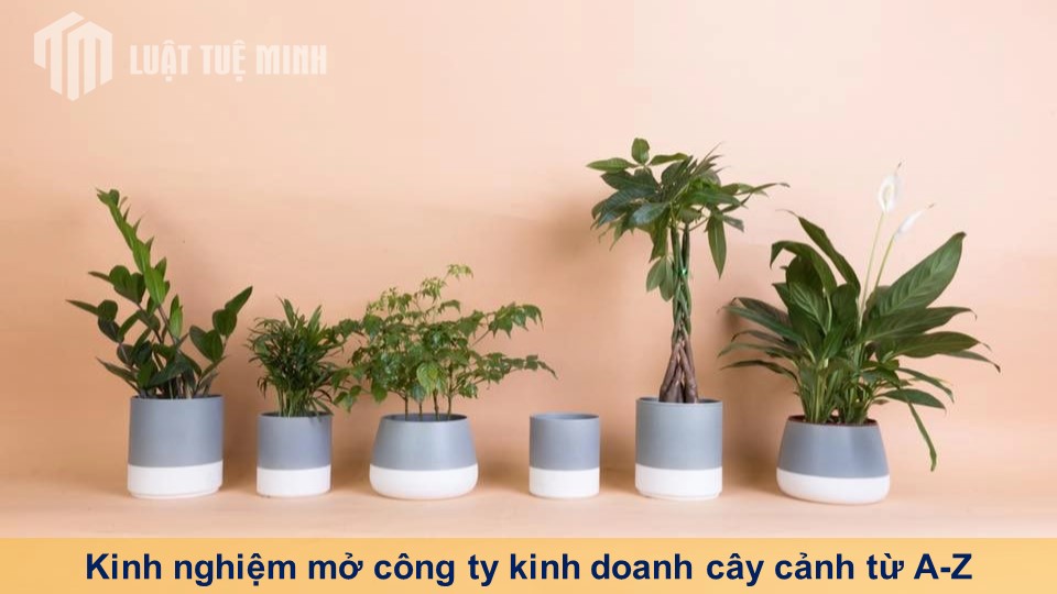 Kinh nghiệm mở công ty kinh doanh cây cảnh từ A-Z