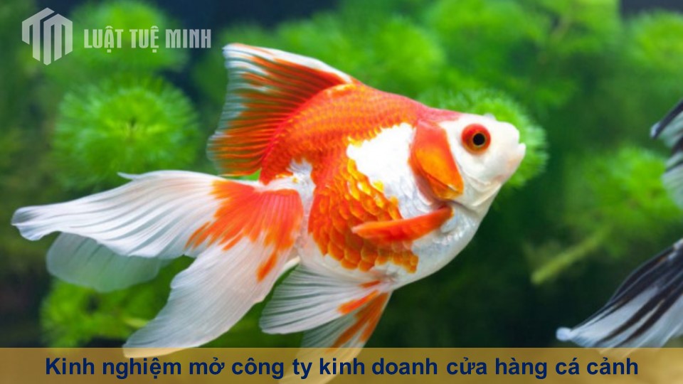 Kinh nghiệm mở công ty kinh doanh cửa hàng cá cảnh