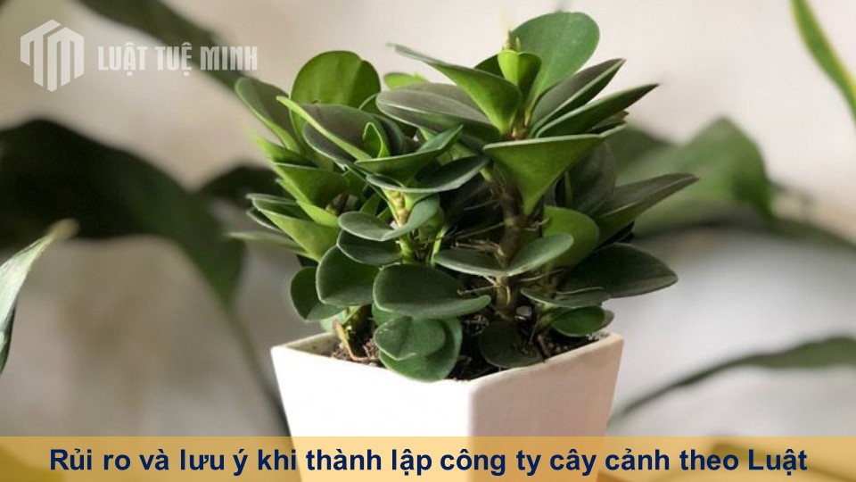 Rủi ro và lưu ý khi thành lập công ty cây cảnh theo Luật doanh nghiệp