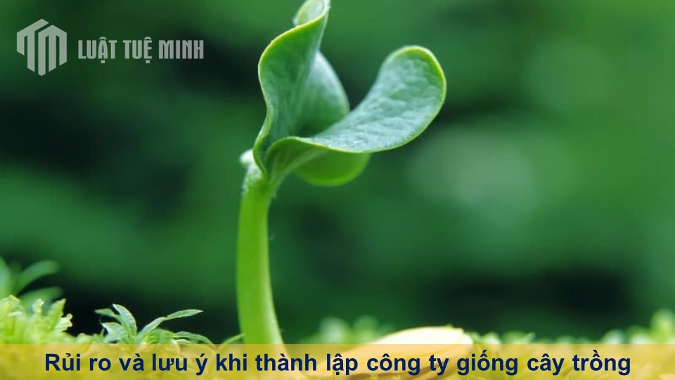 Rủi ro và lưu ý khi thành lập công ty giống cây trồng chi tiết A-Z