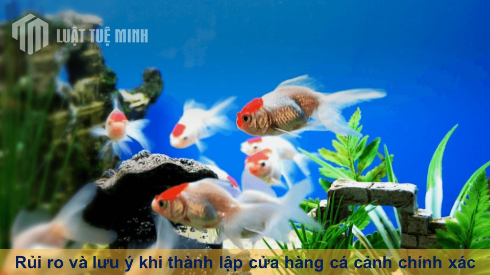 Rủi ro và lưu ý khi thành lập cửa hàng cá cảnh chính xác