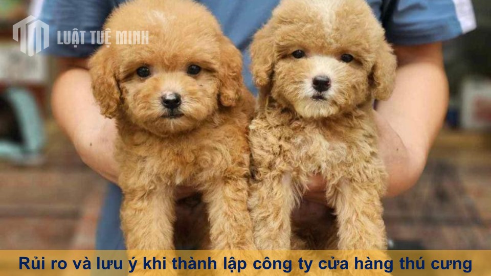 Rủi ro và lưu ý khi thành lập công ty cửa hàng thú cưng đầy đủ