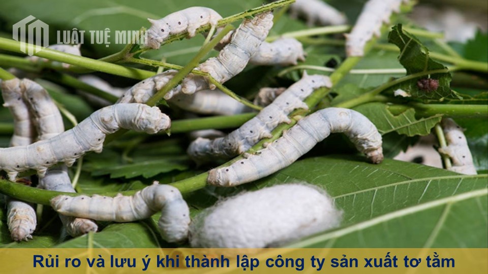 Rủi ro và lưu ý khi thành lập công ty sản xuất tơ tằm cần nắm rõ