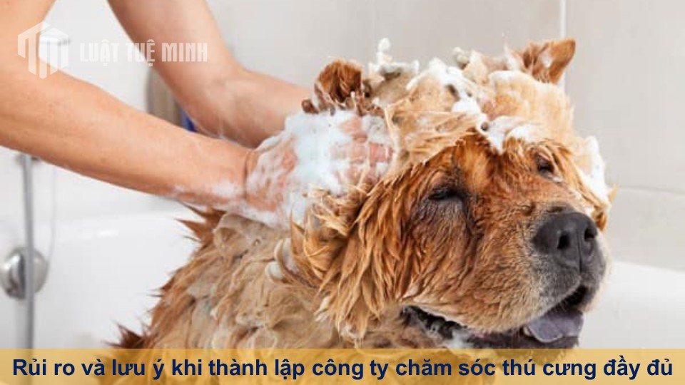 Rủi ro và lưu ý khi thành lập công ty chăm sóc thú cưng đầy đủ nhất