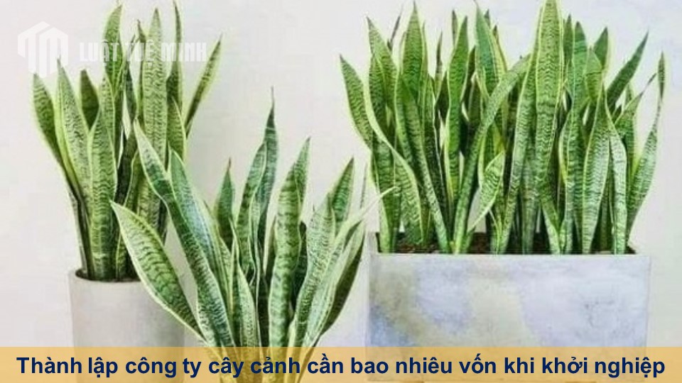 Thành lập công ty cây cảnh cần bao nhiêu vốn khi khởi nghiệp