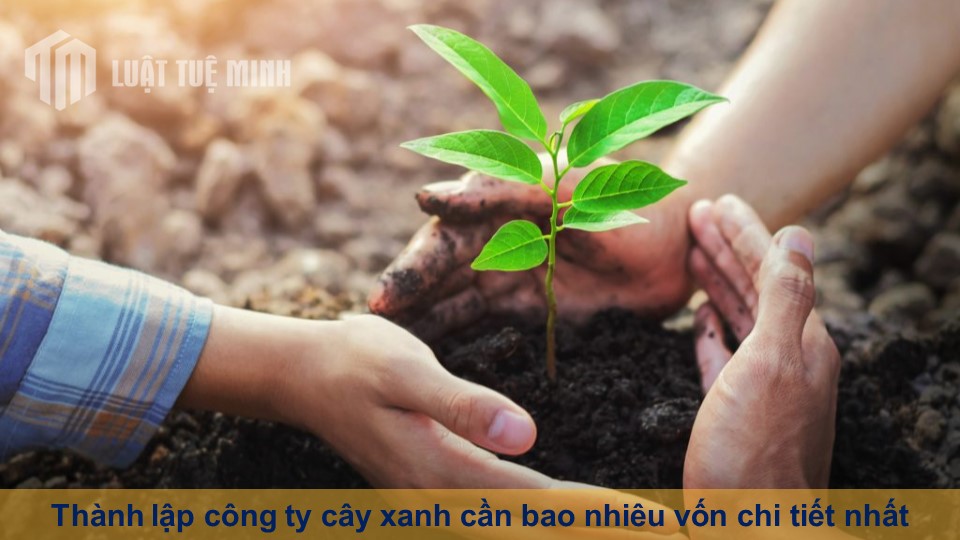 Thành lập công ty cây xanh cần bao nhiêu vốn chi tiết nhất