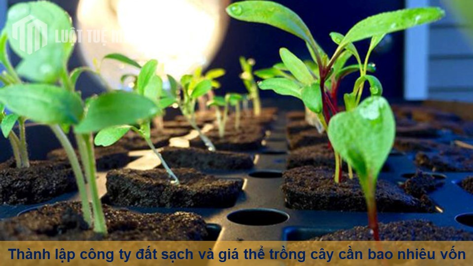 Thành lập công ty đất sạch và giá thể trồng cây cần bao nhiêu vốn