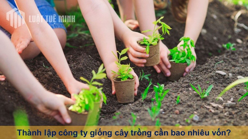 Thành lập công ty giống cây trồng cần bao nhiêu vốn