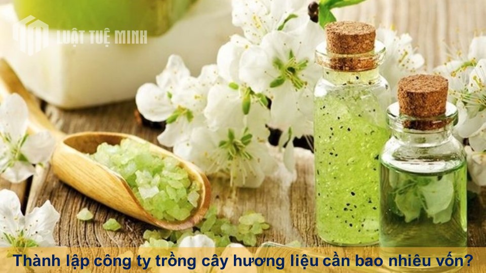 Thành lập công ty trồng cây hương liệu cần bao nhiêu vốn?