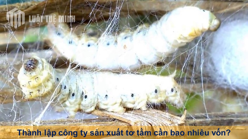 Thành lập công ty sản xuất tơ tằm cần bao nhiêu vốn tại Luật Tuệ Minh