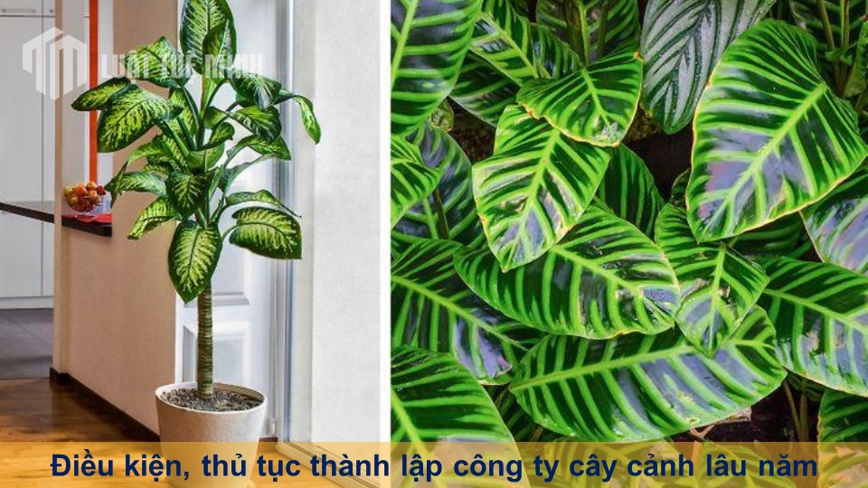 Điều kiện, thủ tục thành lập công ty cây cảnh lâu năm