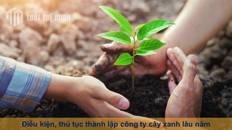 Điều kiện, thủ tục thành lập công ty cây xanh