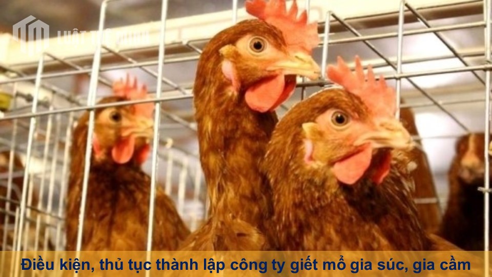 Điều kiện, thủ tục thành lập công ty giết mổ gia súc, gia cầm