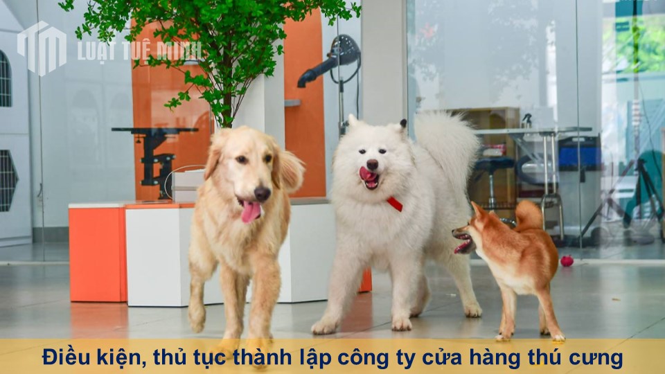 Điều kiện, thủ tục thành lập công ty cửa hàng thú cưng