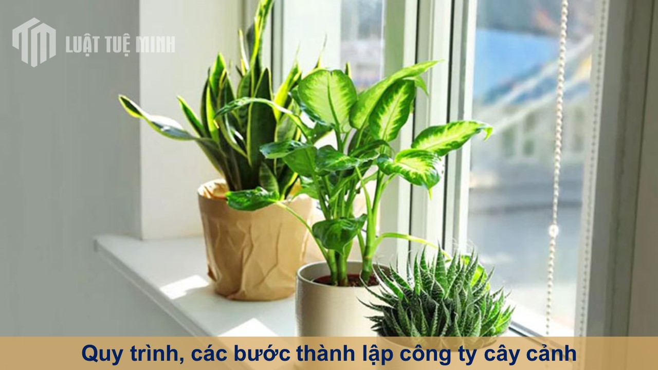 Quy trình, các bước thành lập công ty cây cảnh nhận GPKD nhanh chóng