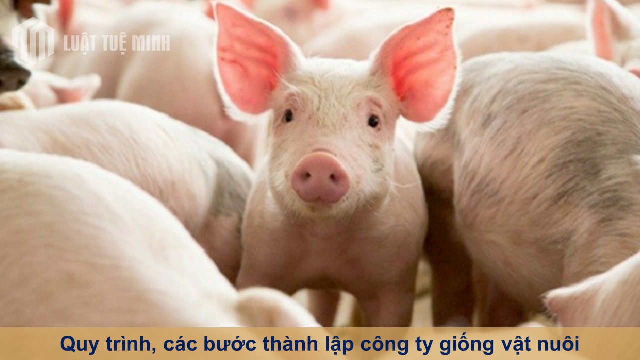 Quy trình, các bước thành lập công ty giống vật nuôi thành công